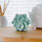 Spearmint Eucalyptus Succulent